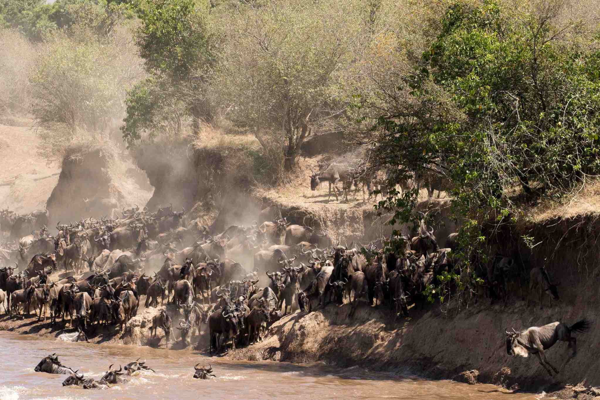 The Great Migration Safari Packages – The Aura of Africa